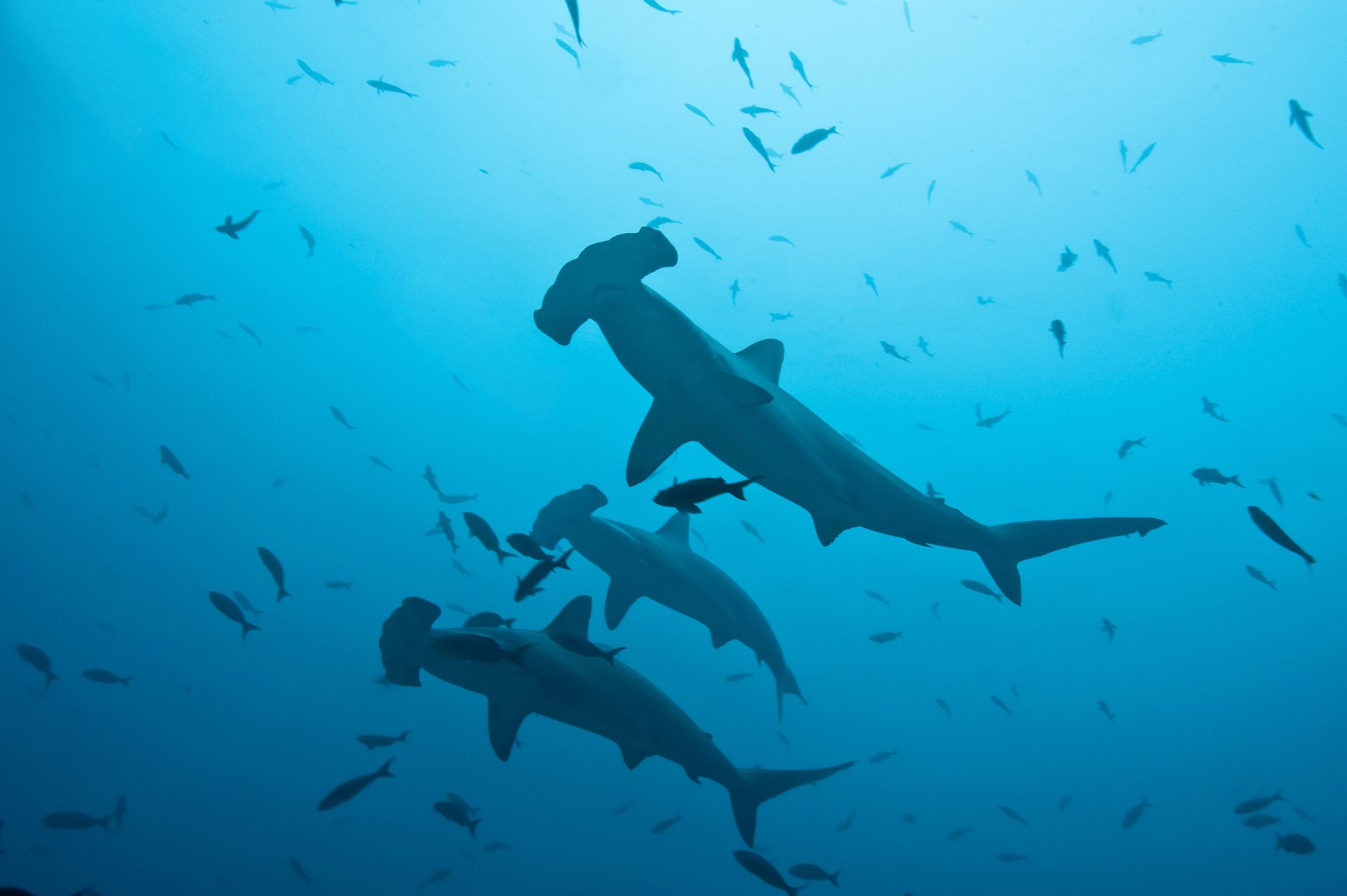 HAMMERHEAD SHARKS
