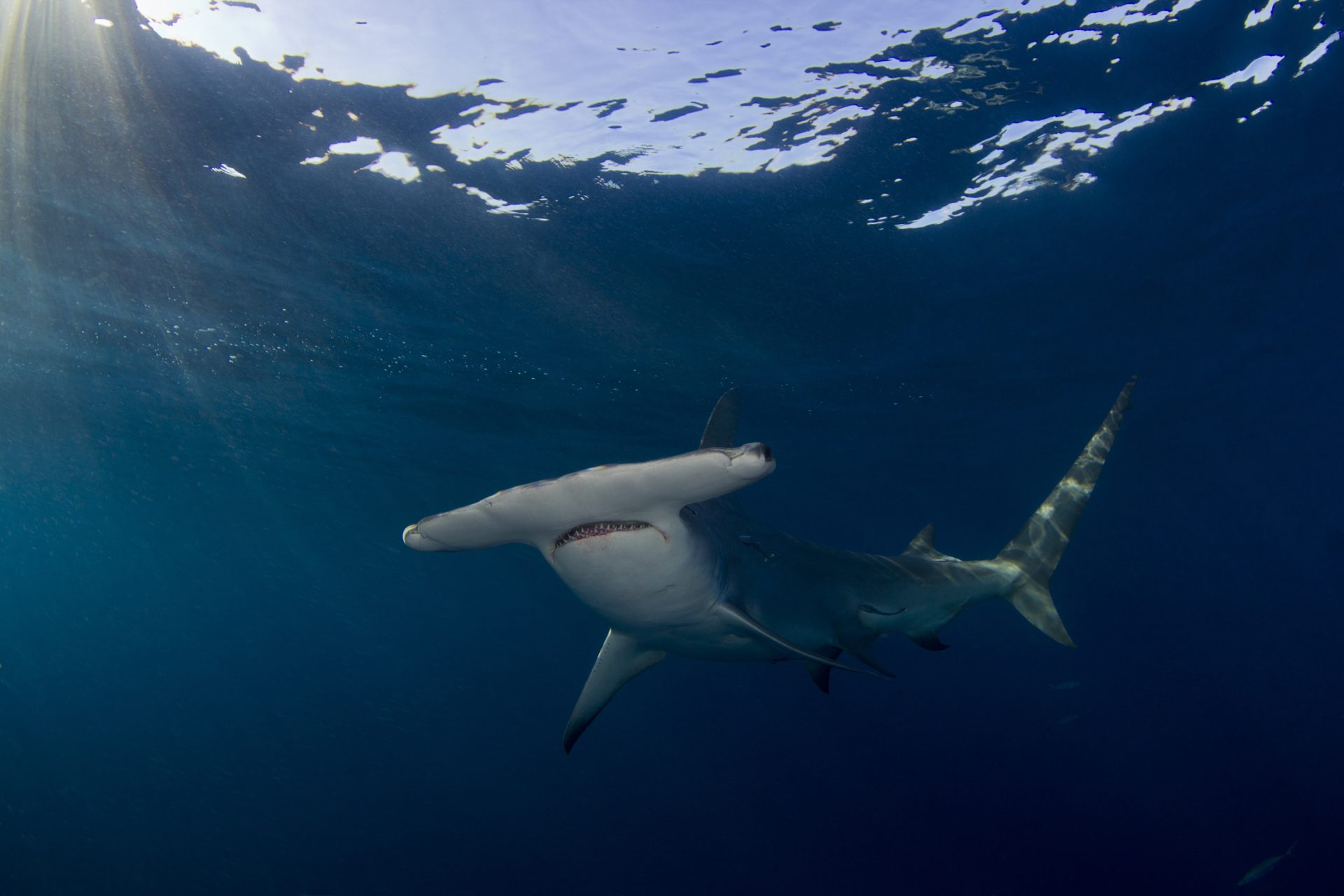 hammerhead2