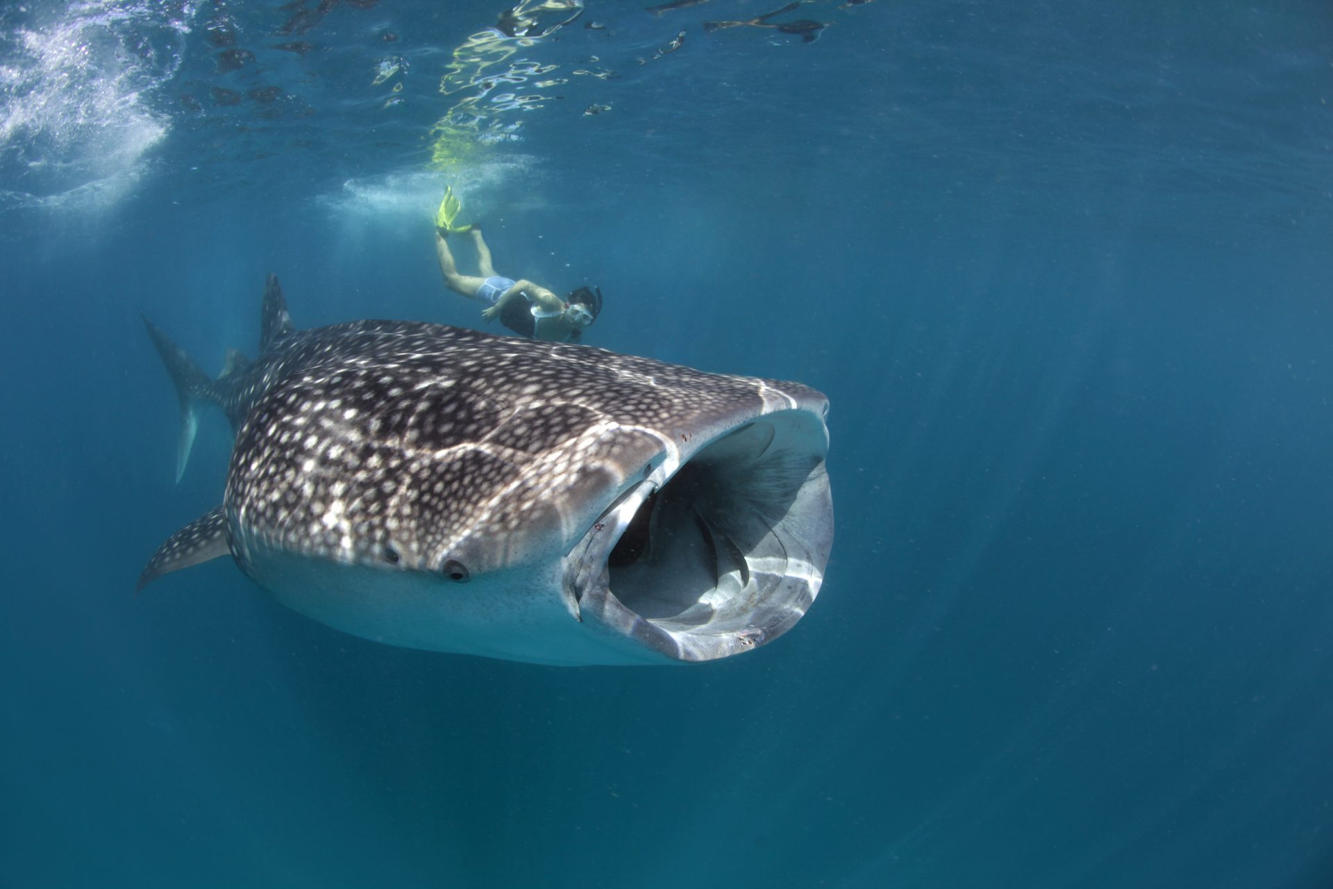 (English) WHALE SHARK TALK AND TOUR