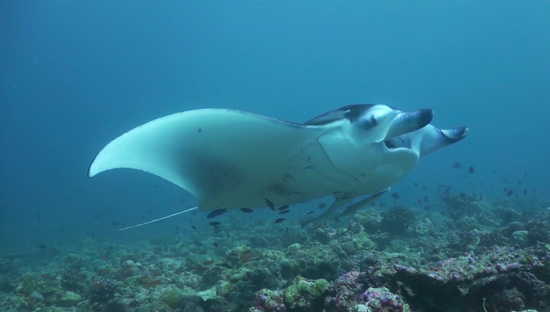 MANTA RAYS