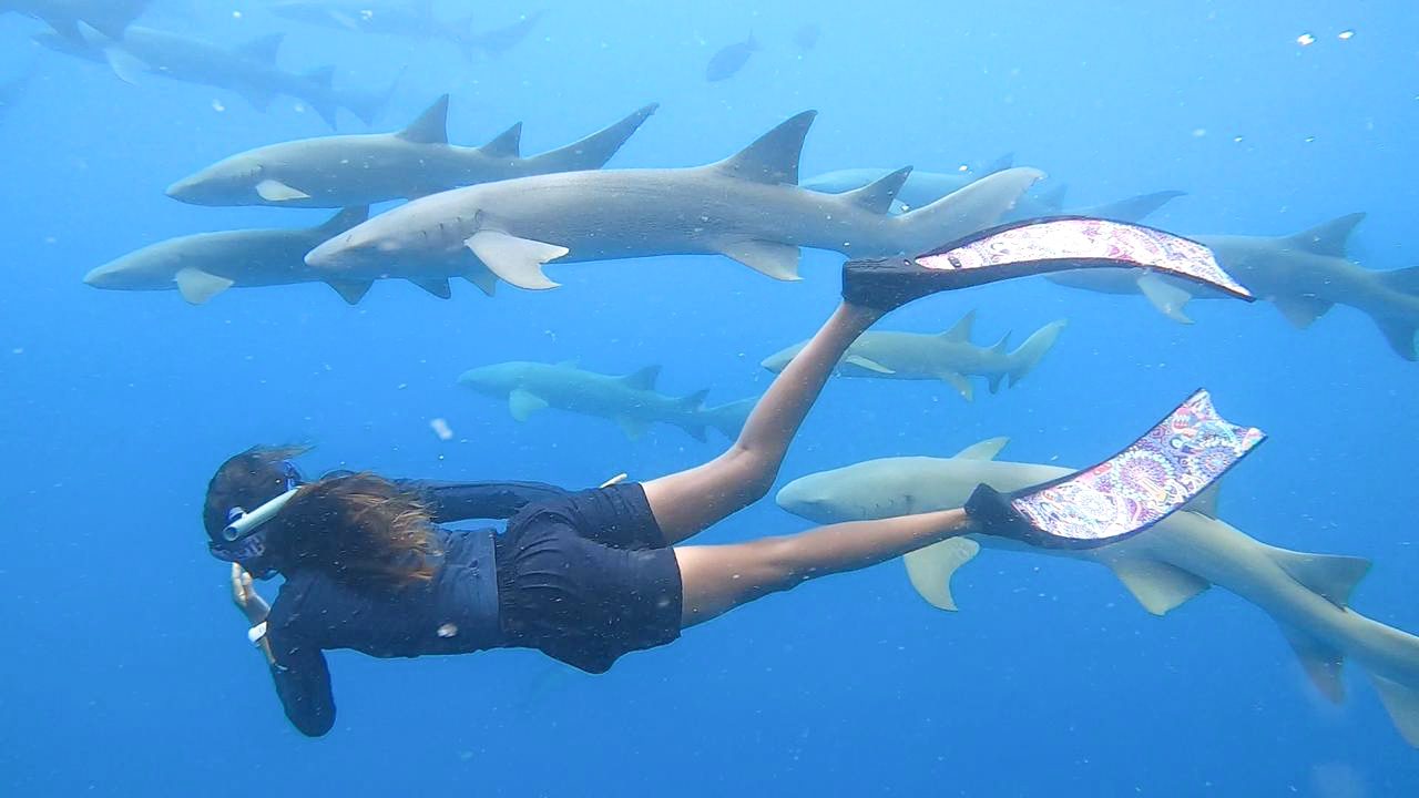 (English) NURSE SHARK SNORKELING