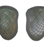 Female Long Sleeve Dive Suit